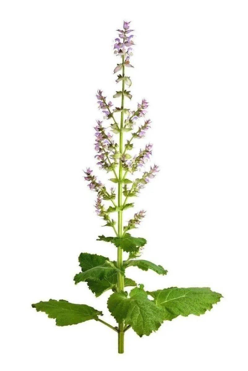 Clary Sage Essential Oil (Organic) - NORTH RIVER OUTDOORS