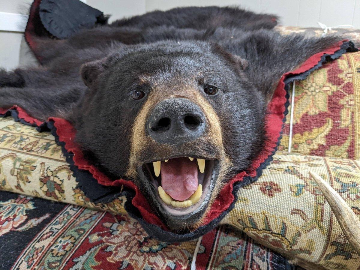 Authentic Black Bear Rug - NORTH RIVER OUTDOORS