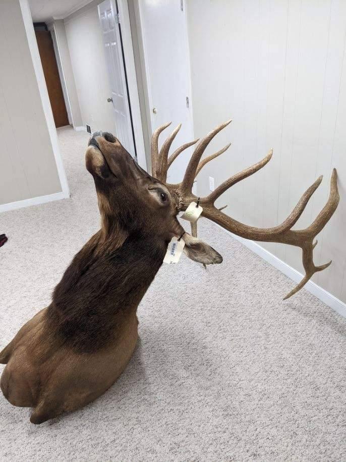 Authentic Elk Taxidermy Mount - NORTH RIVER OUTDOORS