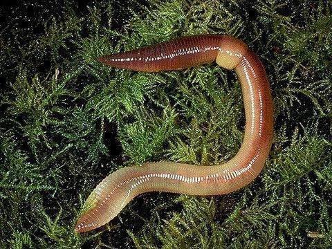 Canadian Nightcrawlers Worms (Live Bait) - NORTH RIVER OUTDOORS