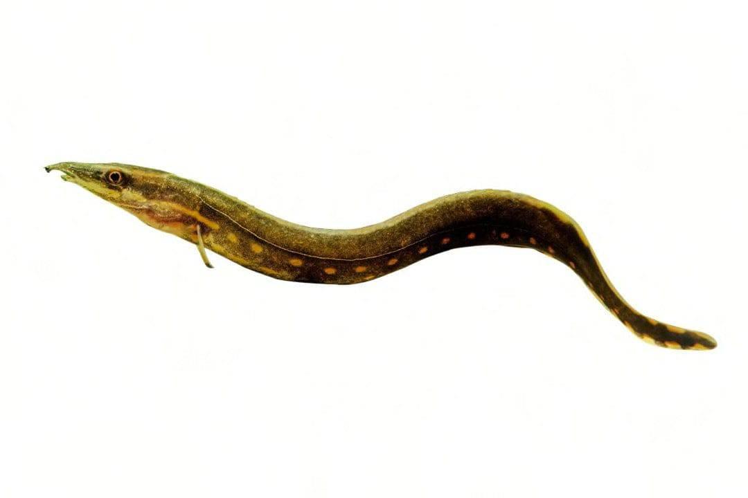 Freshwater Eel (Live Bait) – NORTH RIVER OUTDOORS - Main Image