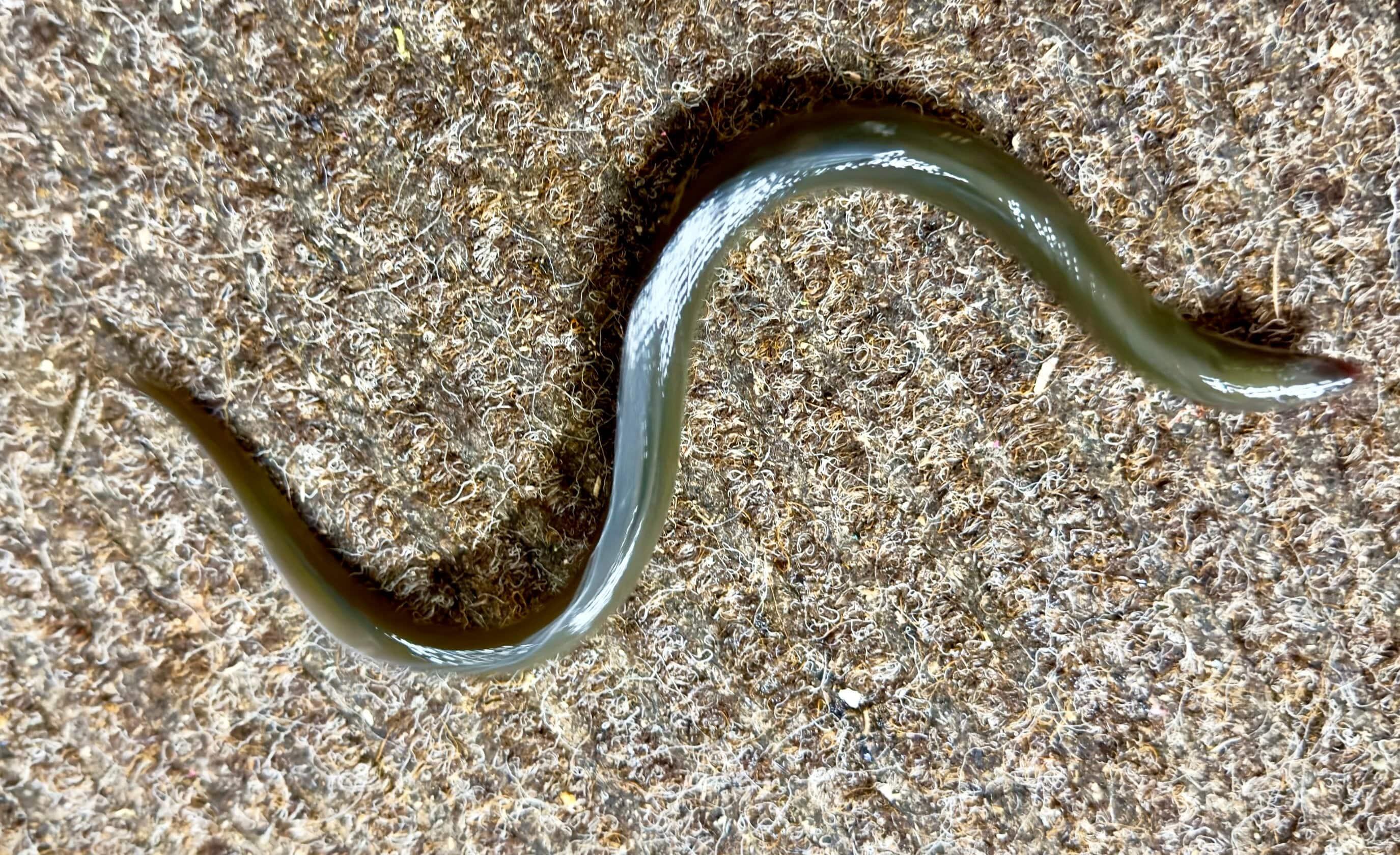 Freshwater Eel (Live Bait) - NORTH RIVER OUTDOORS