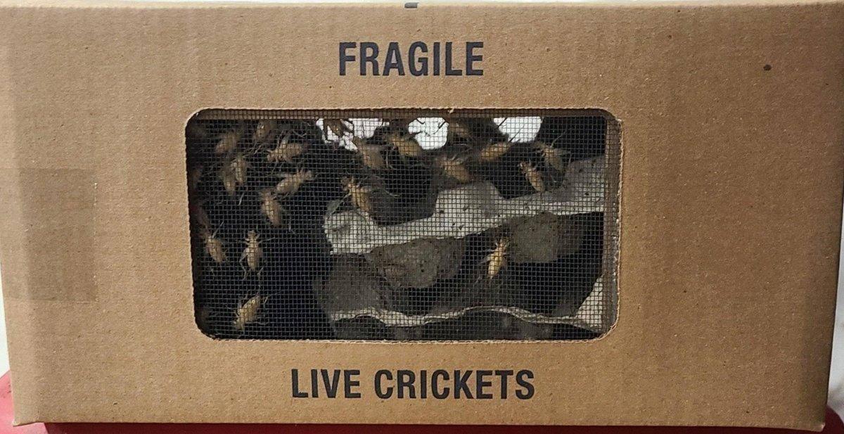 cricket fishing bait box Box of Crickets (1000 Count) (Live Bait)