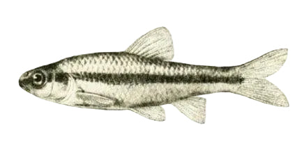 Minnows (Live Bait) Per Dozen - NORTH RIVER OUTDOORS