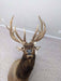 Authentic Elk Taxidermy Mount from NORTH RIVER OUTDOORS