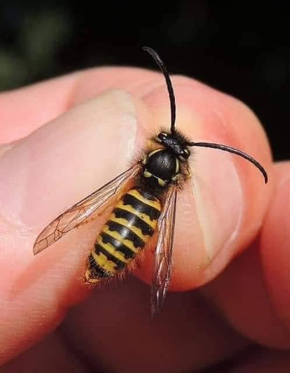Local Raw Honey (Goochland) - NORTH RIVER OUTDOORS