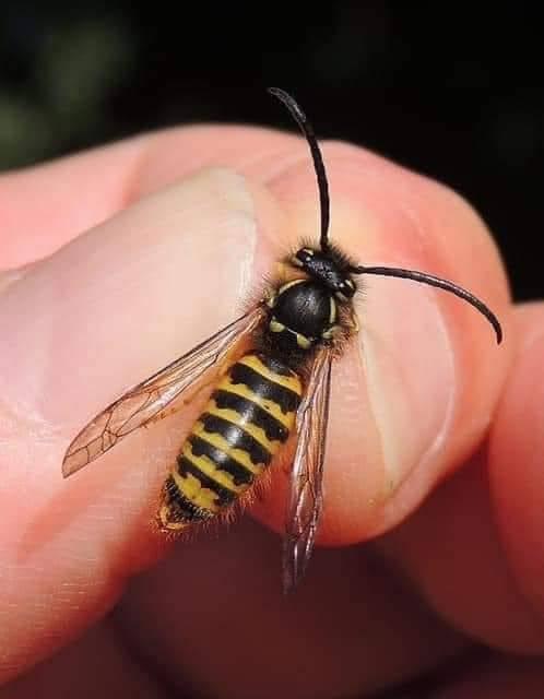 Local Raw Honey (Goochland) - NORTH RIVER OUTDOORS
