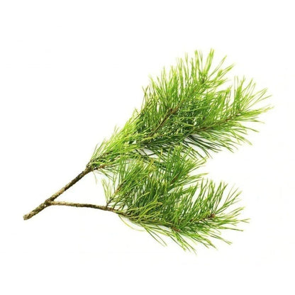 Cedarwood Essential Oil (Organic) - NORTH RIVER OUTDOORS