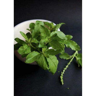 Holy Basil Essential Oil (Organic) - NORTH RIVER OUTDOORS