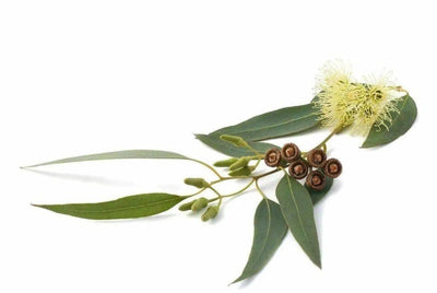 Tea Tree Essential Oil (Organic) - NORTH RIVER OUTDOORS