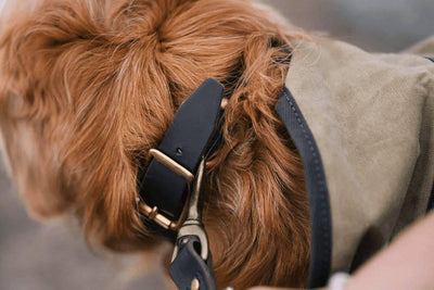 Frost River Dog Collars (USA) - NORTH RIVER OUTDOORS
