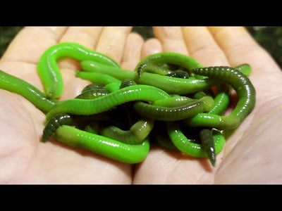 Green Canadian Nightcrawlers Worms (Live Bait)