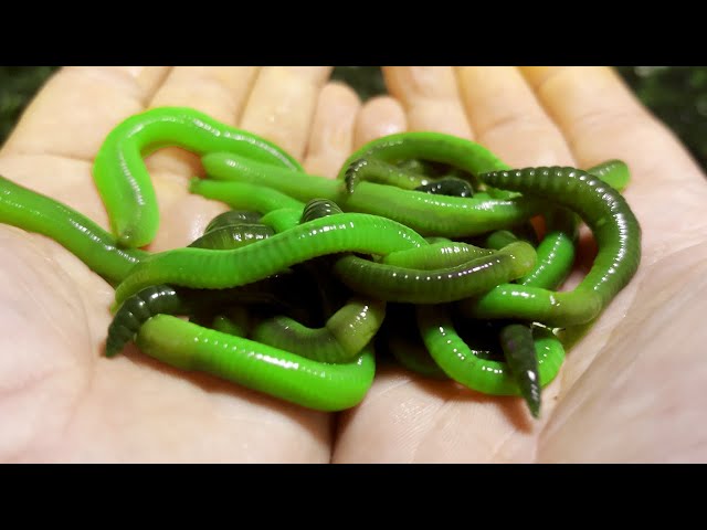 Green Canadian Nightcrawlers Worms (Live Bait)