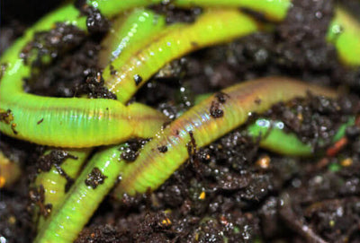 Green Canadian Nightcrawlers Worms (Live Bait)