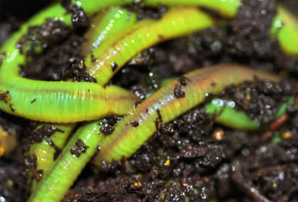 Green Canadian Nightcrawlers Worms (Live Bait)