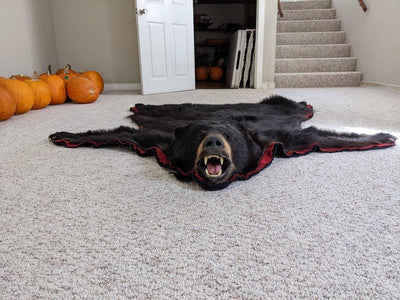 Authentic Black Bear Rug - NORTH RIVER OUTDOORS