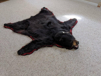 Authentic Black Bear Rug - NORTH RIVER OUTDOORS