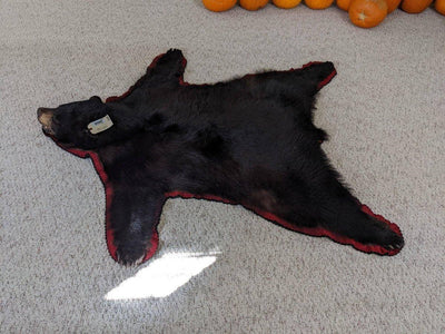 Authentic Black Bear Rug - NORTH RIVER OUTDOORS