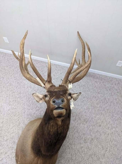 Authentic Elk Taxidermy Mount - NORTH RIVER OUTDOORS