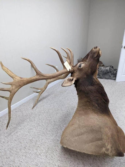 Authentic Elk Taxidermy Mount - NORTH RIVER OUTDOORS