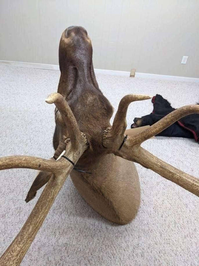 Authentic Elk Taxidermy Mount - NORTH RIVER OUTDOORS