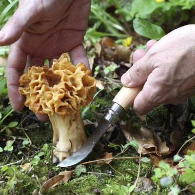 Opinel Stainless Steel No.8 Mushroom Knife - NORTH RIVER OUTDOORS