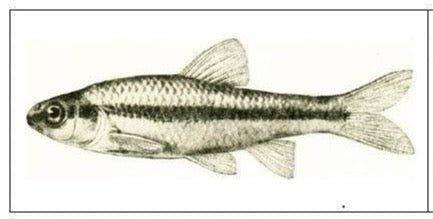 Minnows (Live Bait) Per Dozen - NORTH RIVER OUTDOORS