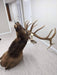 Authentic Elk Taxidermy Mount from NORTH RIVER OUTDOORS
