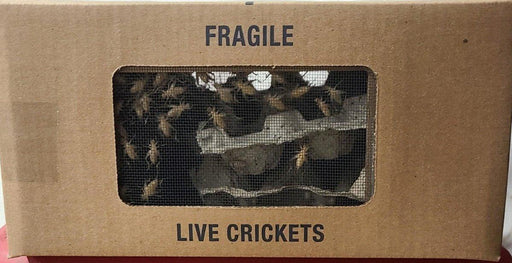 Box of Crickets (1000 Count) (Live Bait) from NORTH RIVER OUTDOORS