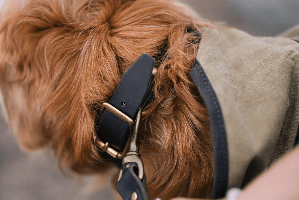 Frost River Dog Collars (USA) from NORTH RIVER OUTDOORS
