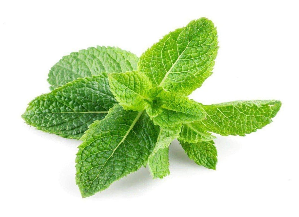 Peppermint Essential Oil (Organic) from NORTH RIVER OUTDOORS